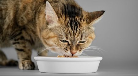 Veteriner Hekimlerden Yaz Alarmı: Kedi ve Köpekleriniz İçin Hemen Uygulayabileceğiniz 7 Öneri