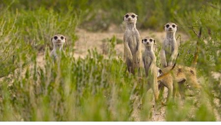 ‘Doğanın Dahileri’, 20 Ağustos Çarşamba 20.00’de National Geographic WILD Ekranlarında!