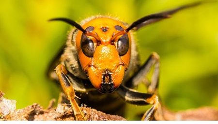 ‘Asya’nın Vahşi Eşek Arıları’, 6 Eylül Cumartesi 20.00’de National Geographic WILD Ekranlarında!