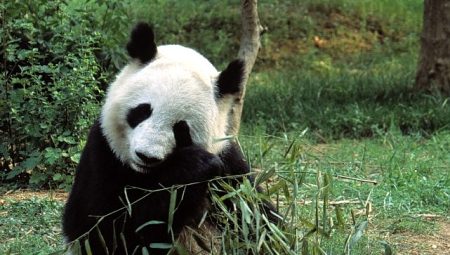 ‘Asya’nın Vahşi Sırları Özel’, 13 Eylül Cumartesi 20.00’de National Geographic WILD Ekranlarında İzleyicilerle Buluşuyor!