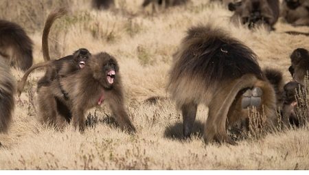 ‘Maymun Savaşları’, 28 Eylül Pazar 20.00’de National Geographic WILD Ekranlarında!