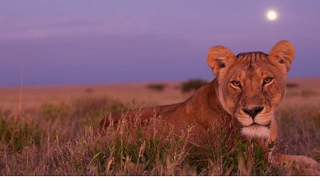 ‘Ölümcül Safari’, Serinin Devam Bölümleriyle 7 Eylül’den İtibaren Pazar Günleri 20.00’de National Geographic WILD Ekranlarında!
