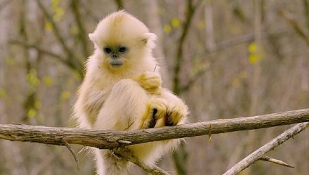 ‘Primatlar Dünyası’, 28 Eylül Pazar 21.00’de National Geographic WILD Ekranlarında!