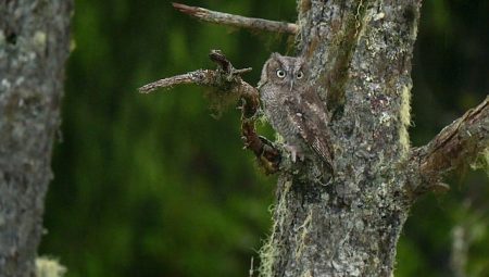 ‘Alaska’nın Kahramanları: Minik Kahramanlar Özel’, 4 Ekim Cumartesi 20.00’de National Geographic WILD Ekranlarında!